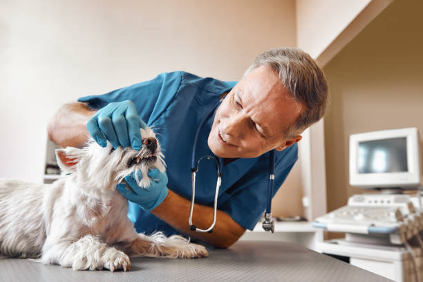 Best 24-Hour Emergency Dentist in Aurora, TX